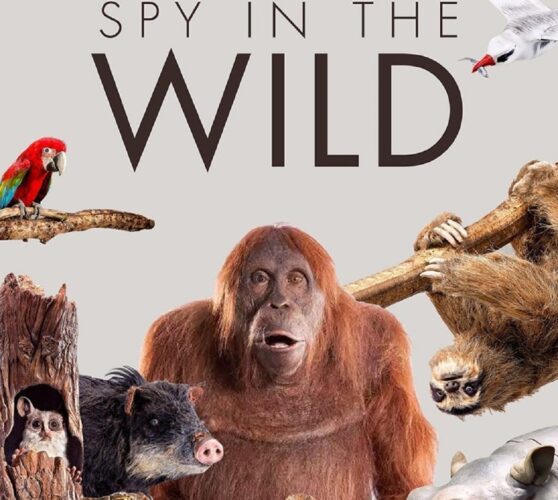 Spy In The Wild: Ντοκιμαντέρ σε Α' Τηλεοπτική Μετάδοση στον ΣΚΑΪ
