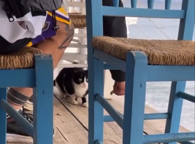 Σοκαριστικό βίντεο: Άντρας σε ψαροταβέρνα κλώτσησε γάτα στη θάλασσα - Έρευνα της ΕΛ.ΑΣ